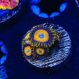Scrambled Eggs Zoanthids Coral