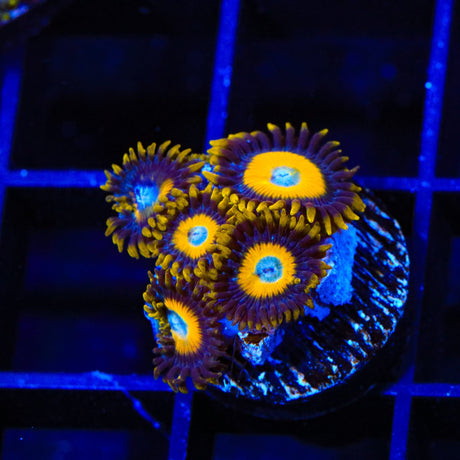 Scrambled Eggs Zoanthids Coral