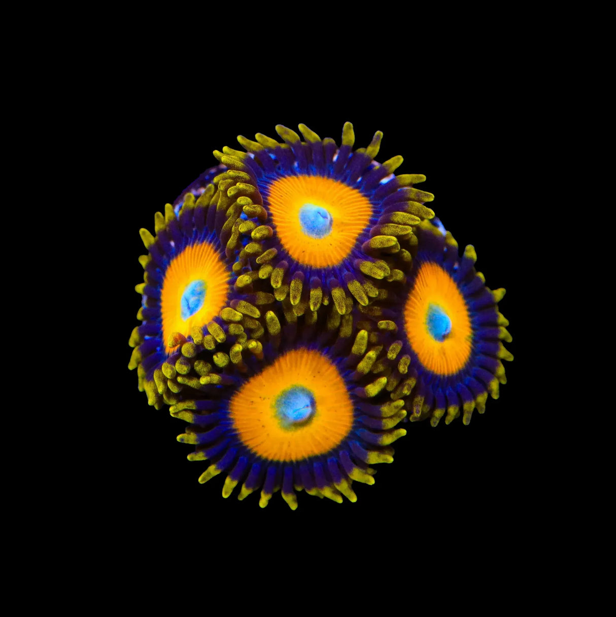 Scrambled Eggs Zoanthids Coral