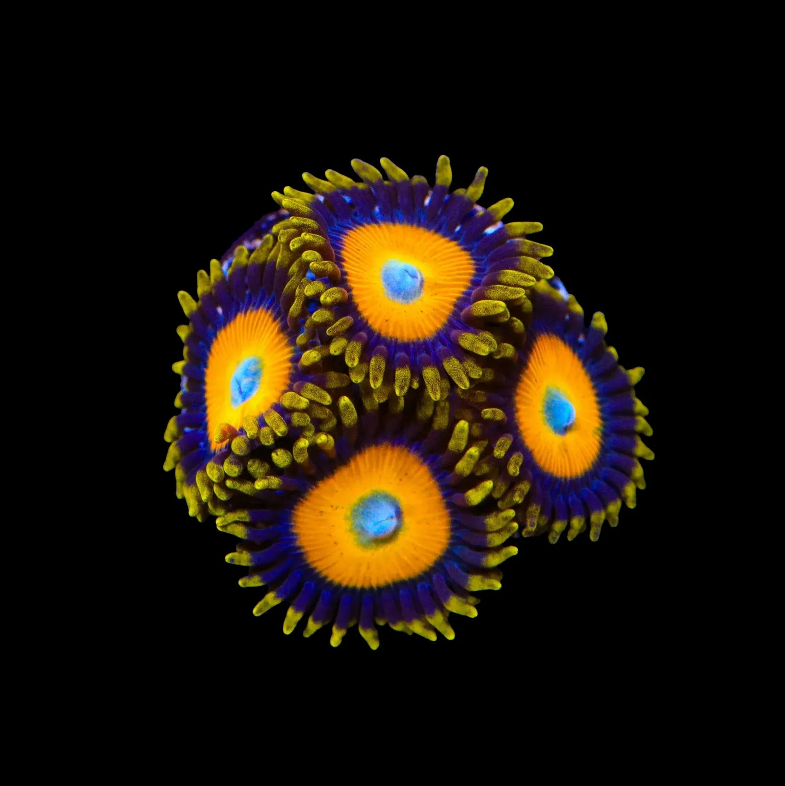 Scrambled Eggs Zoanthids Coral