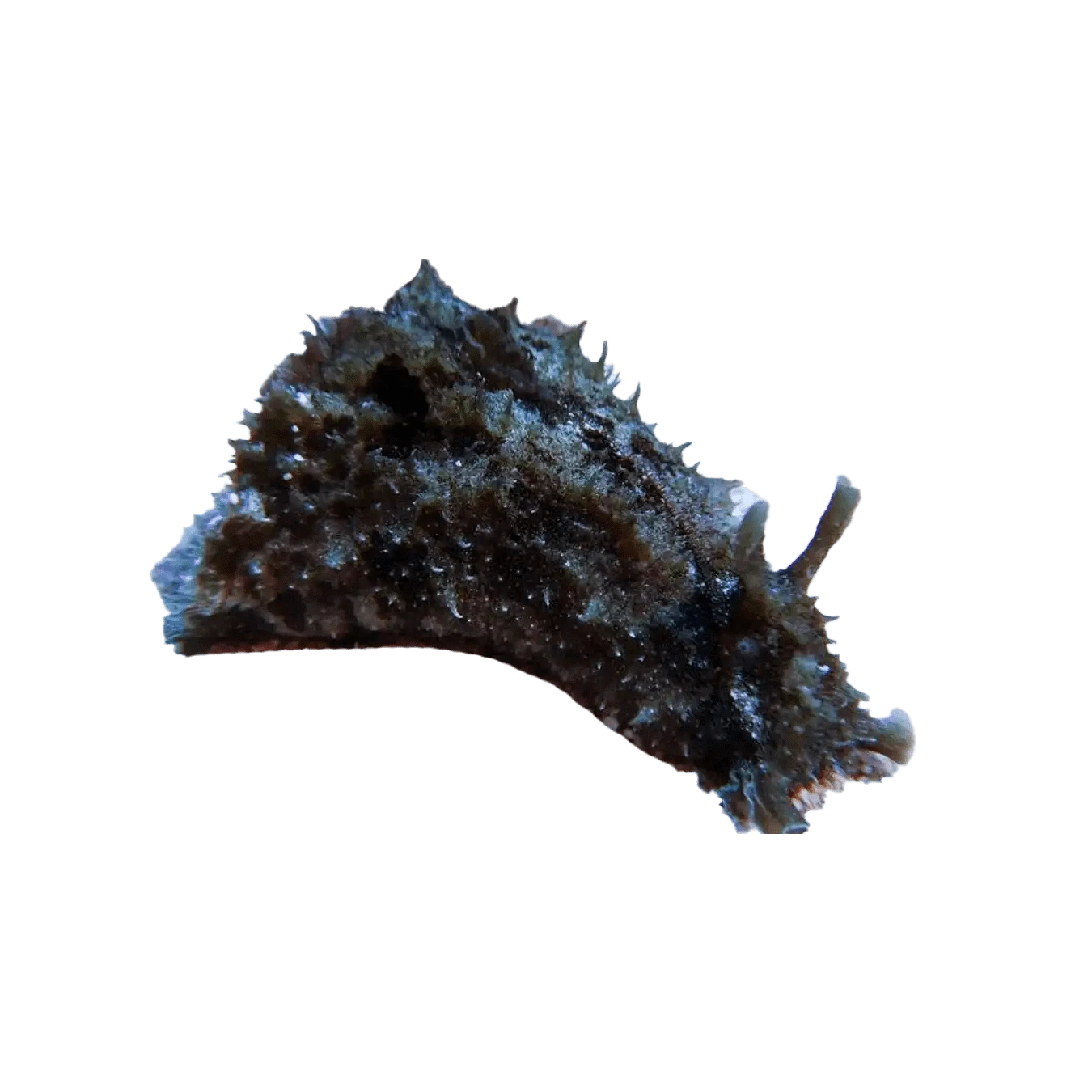 Sea Hare (Eats Hair Algae)