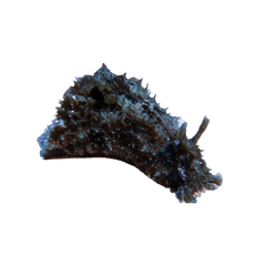 Sea Hare Sea Slug – Dolabella auricularia