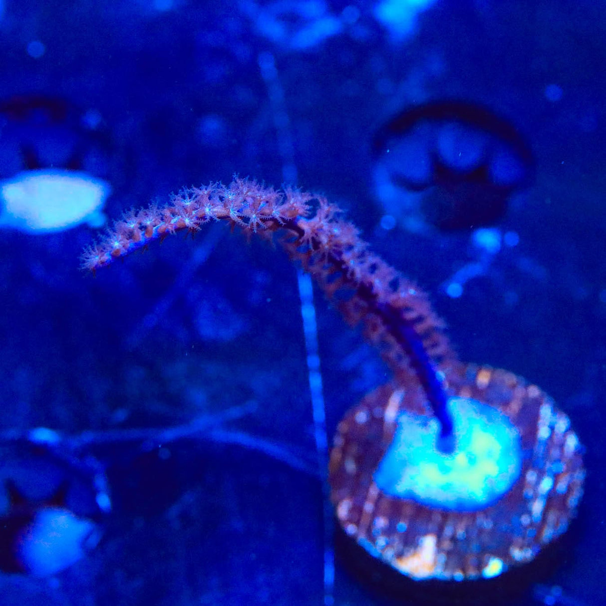 Sea Whip Photosynthetic Gorgonian Coral