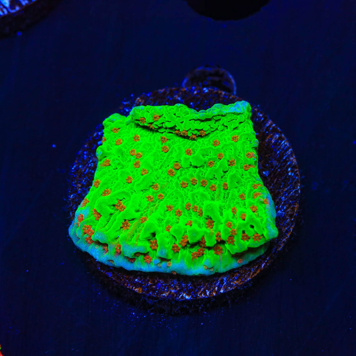 Seasons Greeting Montipora Coral