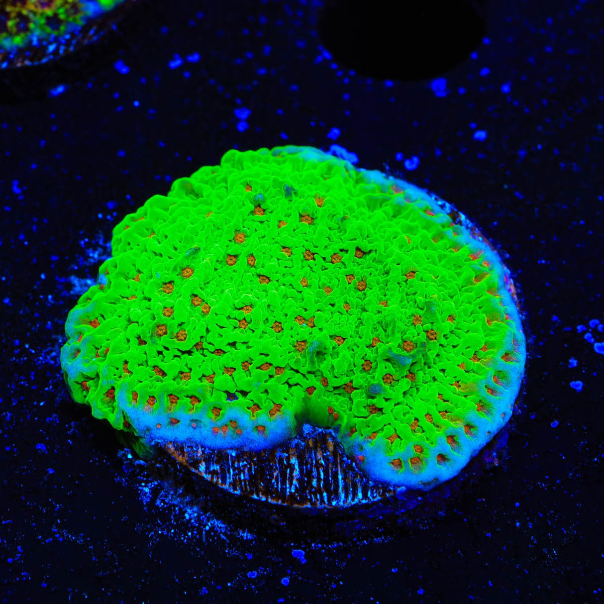 Seasons Greeting Montipora Coral