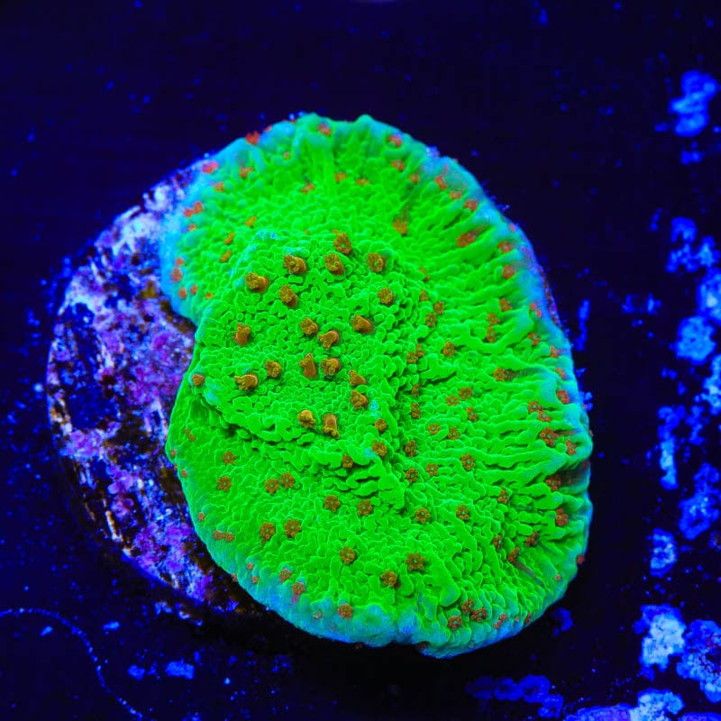 Seasons Greeting Montipora Coral