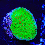 Seasons Greeting Montipora Coral