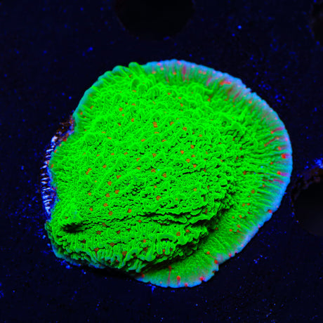 Seasons Greeting Montipora XL Frag Coral