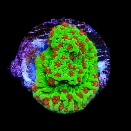 Seasons Greetings Montipora Coral