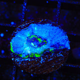 Seaswirl Bowerbankii Coral