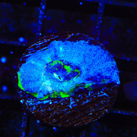 Seaswirl Bowerbankii Coral