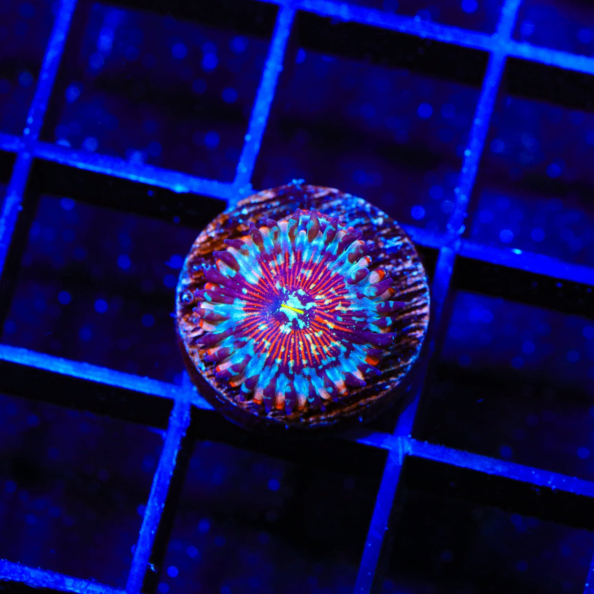 Seduction Zoanthids Coral