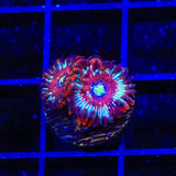 Seduction Zoanthids Coral