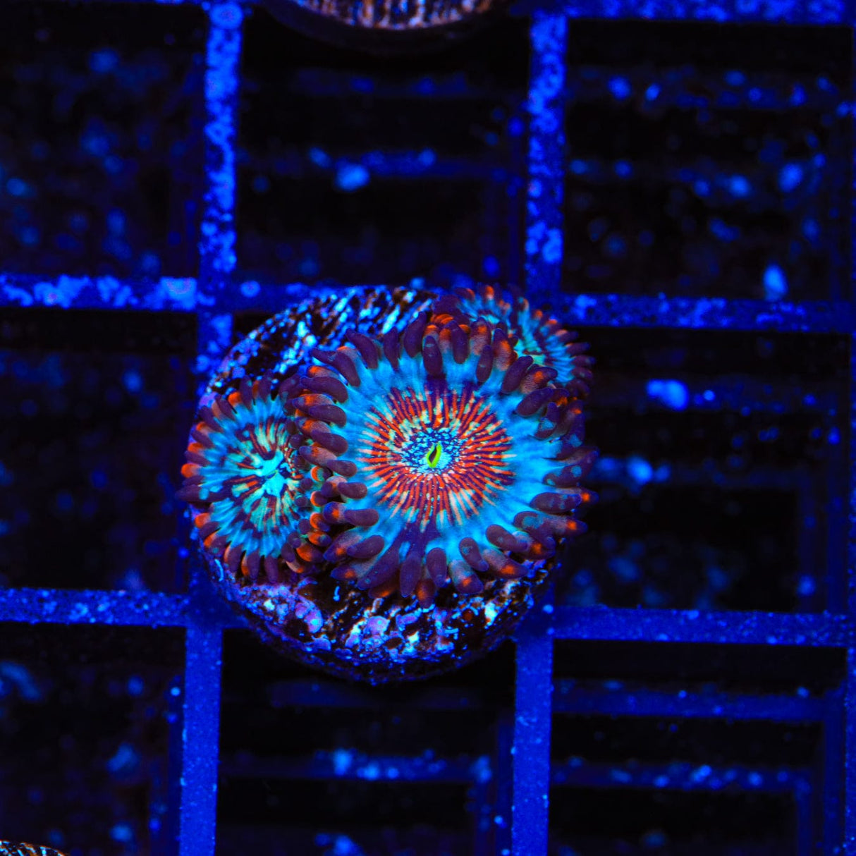 Seduction Zoanthids Coral