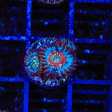 Seduction Zoanthids Coral