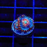 Seduction Zoanthids Coral