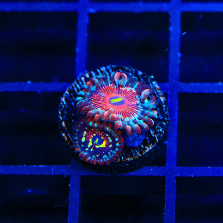 Seduction Zoanthids Coral