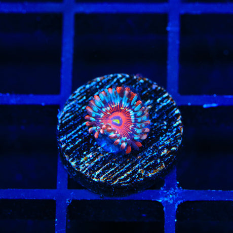 Seduction Zoanthids Coral
