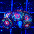 Seduction Zoanthids Coral