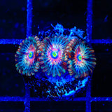 Seduction Zoanthids Coral