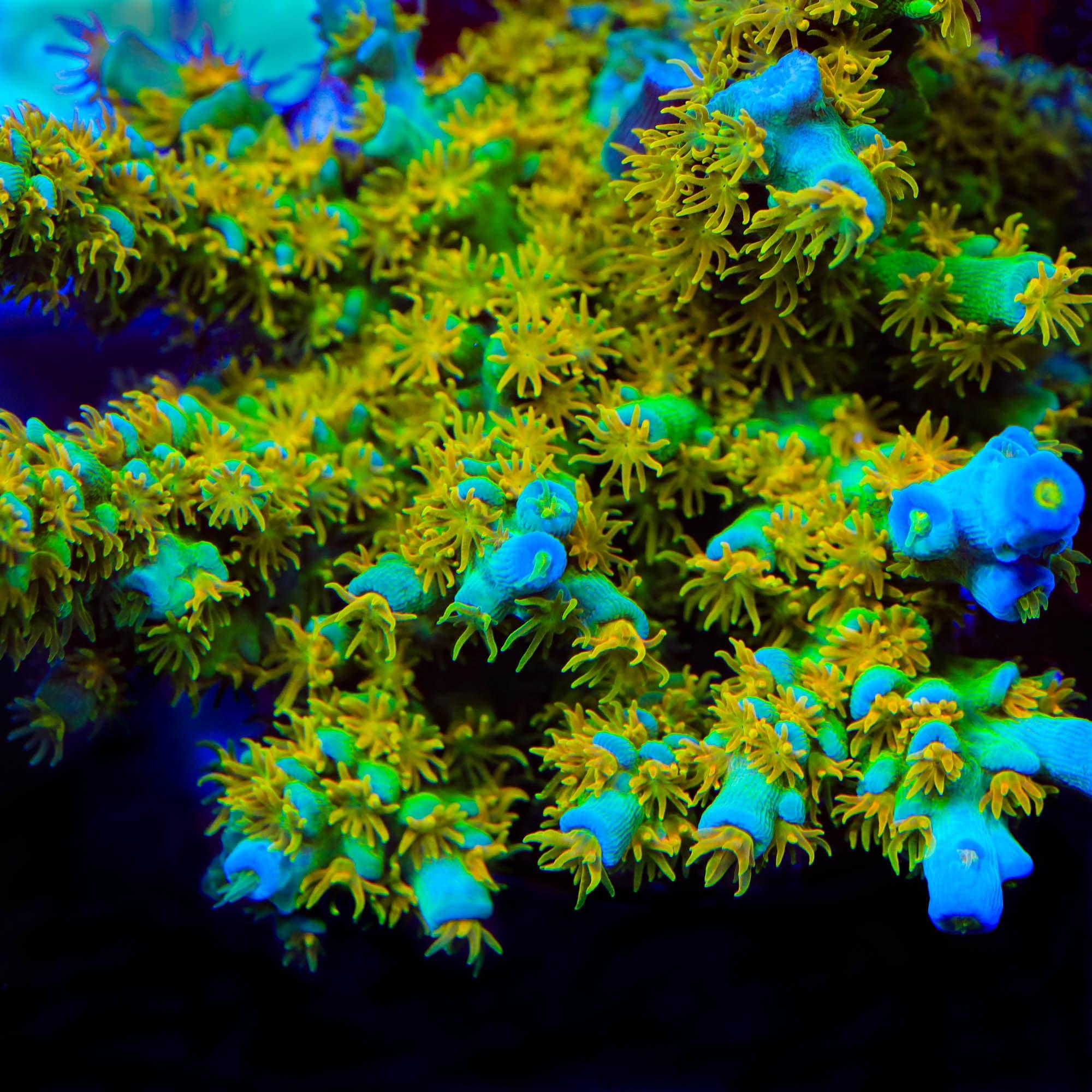 Sexy Corals Orange Passion Tenuis Acropora Coral – Top Shelf Aquatics