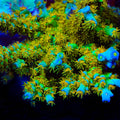 Sexy Corals Orange Passion Tenuis Acropora Coral