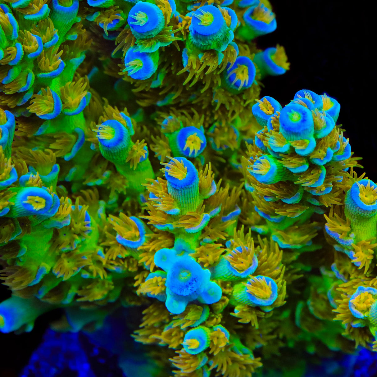 Sexy Corals Orange Passion Tenuis Acropora Coral