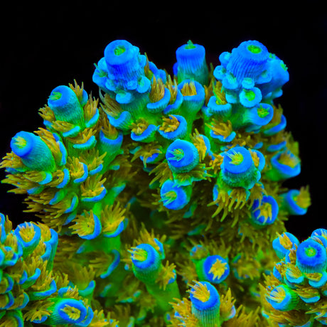Sexy Corals Orange Passion Tenuis Acropora Coral
