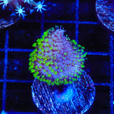 Short Tentacle Toadstool Coral