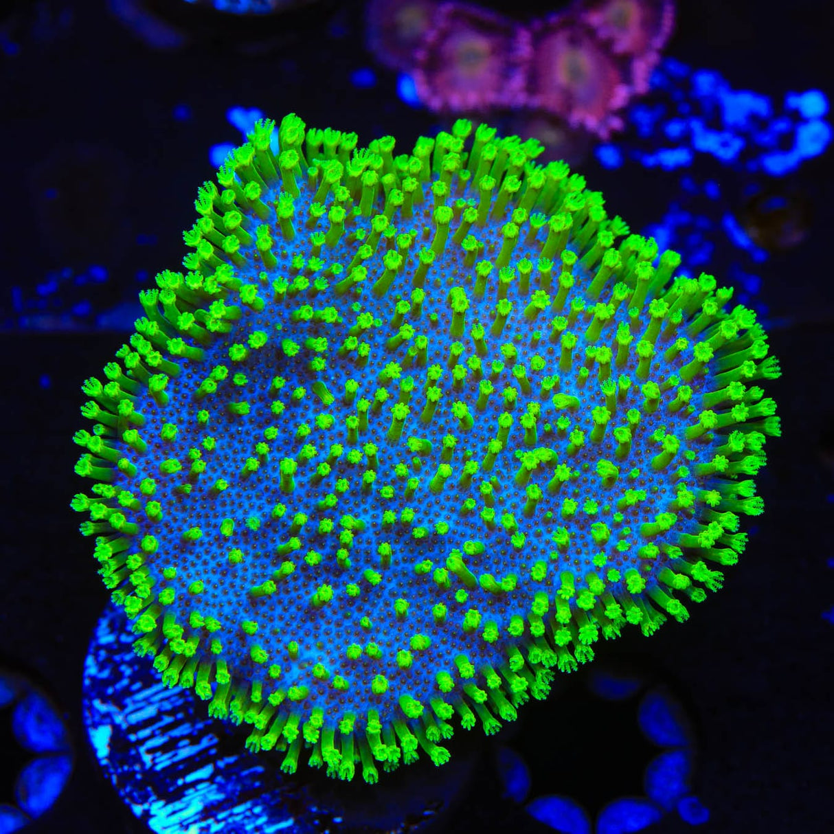 Short Tentacle Toadstool Coral