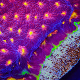 Skittles Favia Coral