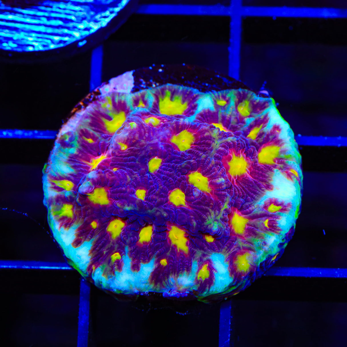 Skittles Favia Coral