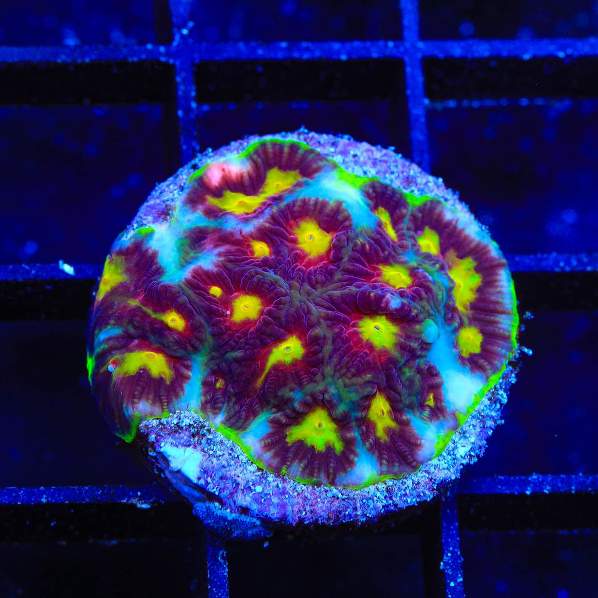 Skittles Favia Coral