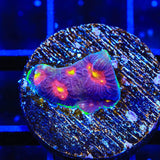 Skittles Favia Coral