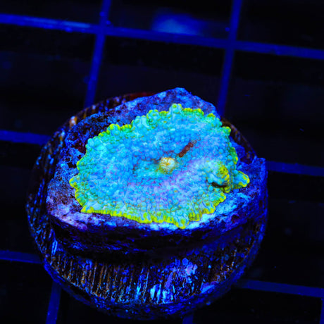 Smurf Rhodactis Mushroom Coral