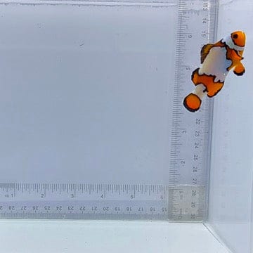Snowflake Clown Fish