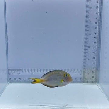 Sohal Tang Fish