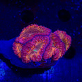 Solar Flare Blastomussa