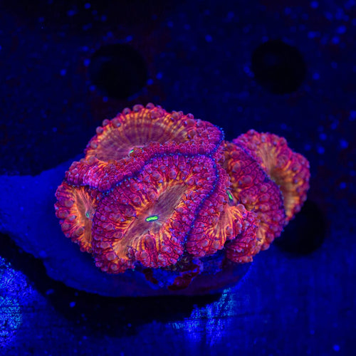 Solar Flare Blastomussa