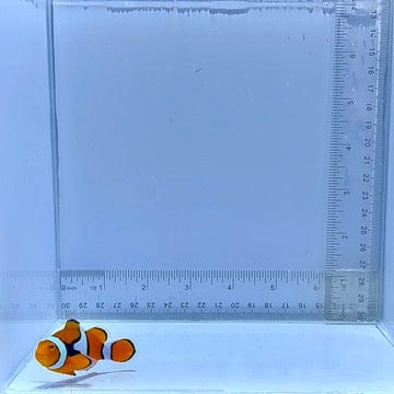Solomon Island Wild Percula