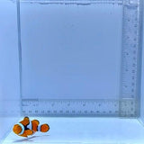 Solomon Island Wild Percula