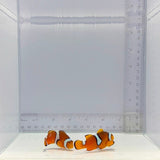Solomon Island Wild Percula Pair