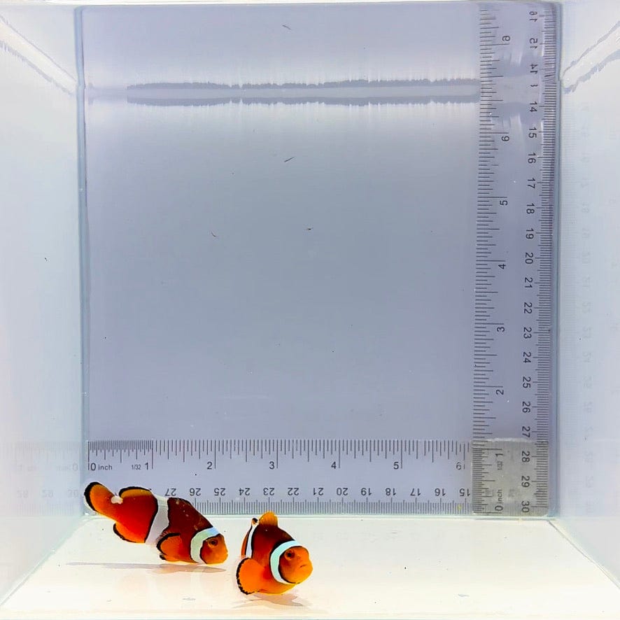 Solomon Island Wild Percula Pair