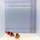 Solomon Island Wild Percula Pair