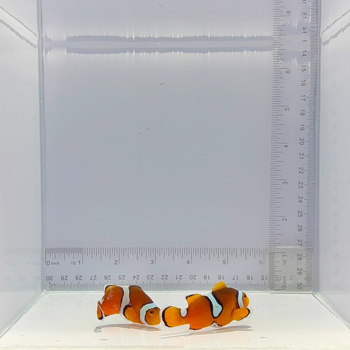 Solomon Island Wild Percula Pair Clown Fish