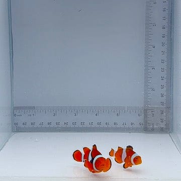 Solomon Island Wild Percula Pair Clown Fish