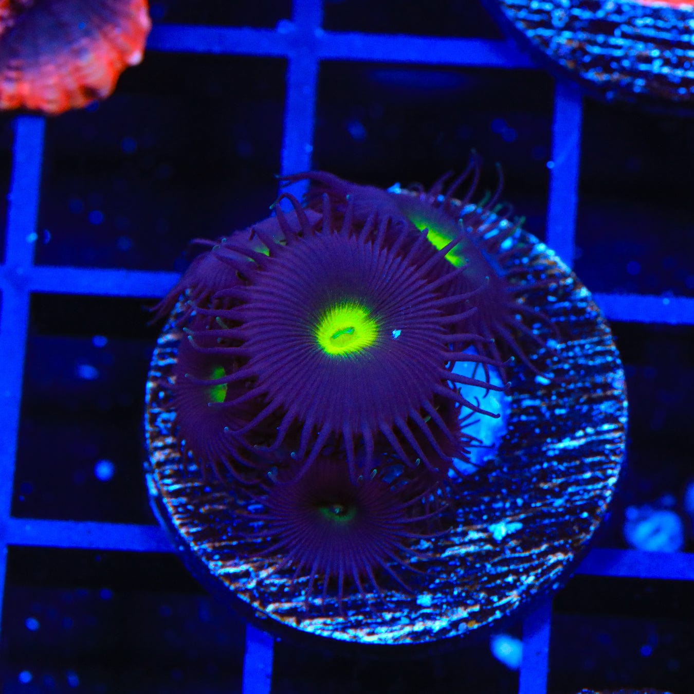 Sour Blueberry Zoanthids Coral