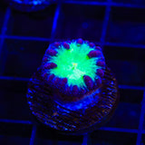 Sour Grape Blastomussa Coral