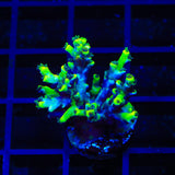Sour Lemon Speciosa Acropora Coral