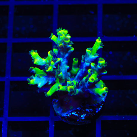 Sour Lemon Speciosa Acropora Coral
